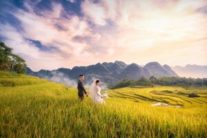 best places to see golden rice fields